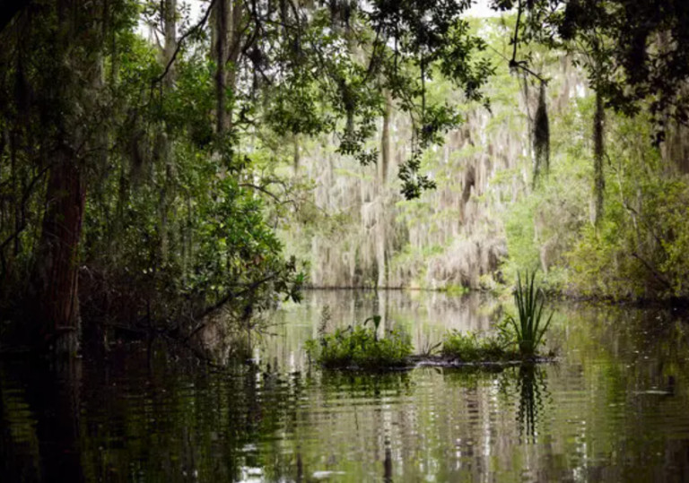 swampy area in the southern us nyt